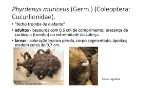 Phyrdenus muriceus (Germ.) (Coleoptera:
Cucurlionidae).
• "bicho tromba de elefante"
• adultos - besouros com 0,6 cm de comprimento; presença da
curbícula (tromba) na extremidade da cabeça.
• larvas - coloração branco pérola, corpo segmentado, ápodas;
medem cerca de 0,7 cm.
Fonte: agrolink
 