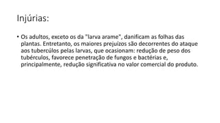 Injúrias:
• Os adultos, exceto os da "larva arame", danificam as folhas das
plantas. Entretanto, os maiores prejuízos são decorrentes do ataque
aos tubercúlos pelas larvas, que ocasionam: redução de peso dos
tubérculos, favorece penetração de fungos e bactérias e,
principalmente, redução significativa no valor comercial do produto.
 