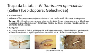 Traça da batata: - Phthorimaea operculella
(Zeller) (Lepidoptera: Gelechiidae)
• Características
• adultos – São pequenas mariposas cinzentas que medem até 1,0 cm de envergadura
• larvas – São cilíndricas, apresentam placa protoráxica dorsal retangular negra. São de cor
esverdeada quando alimentam de folhas e hastes, ou de cor branca a rosada quando se
alimenta de tubérculos.
• b) Injúrias
• As larvas minam as folhas e broqueiam as hastes no campo, além de formar galerias nos
tubérculos no campo e principalmente armazéns onde causam danos importantes.
Foto: www.invasive.org
 