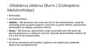- Dilobderus obderus (Burm.) (Coleoptera:
Melolonthidae)
• Bicho bolo
• a) Características
• adultos – São besouros com cerca de 2,0 cm de comprimento, corpo de
coloração preta na parte superior e marrom na parte inferior, apresentam
pontuações na cabeça, pronoto e élitros.
• larvas – São brancas, apresentam corpo recurvado com três pares de
pernas pequenas e a cabeça é marrom. Quando desenvolvidas medem de
3,5 a 4,0 cm de comprimento.
• b) Injúrias
• As larvas provocam perfurações e galerias nos tubérculos, podendo
destruí-los completamente
 