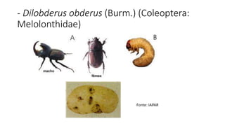 - Dilobderus obderus (Burm.) (Coleoptera:
Melolonthidae)
Fonte: IAPAR
 