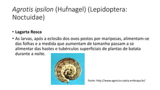 Agrotis ipsilon (Hufnagel) (Lepidoptera:
Noctuidae)
• Lagarta Rosca
• As larvas, após a eclosão dos ovos postos por mariposas, alimentam-se
das folhas e a medida que aumentam de tamanho passam a se
alimentar das hastes e tubérculos superficiais de plantas de batata
durante a noite.
Fonte: http://www.agencia.cnptia.embrapa.br/
 
