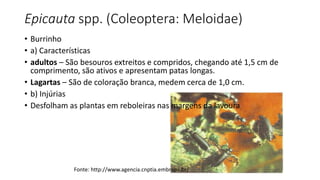Epicauta spp. (Coleoptera: Meloidae)
• Burrinho
• a) Características
• adultos – São besouros extreitos e compridos, chegando até 1,5 cm de
comprimento, são ativos e apresentam patas longas.
• Lagartas – São de coloração branca, medem cerca de 1,0 cm.
• b) Injúrias
• Desfolham as plantas em reboleiras nas margens da lavoura
Fonte: http://www.agencia.cnptia.embrapa.br/
 