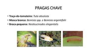 PRAGAS CHAVE
• Traça-do-tomateiro: Tuta absoluta
• Mosca branca: Bemisia spp. e Bemisia argentifolii
• Broca-pequena: Neoleucinodes elegantalis
 