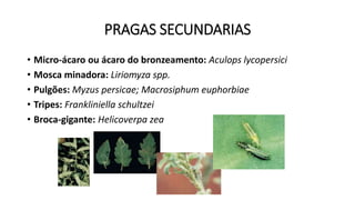 PRAGAS SECUNDARIAS
• Micro-ácaro ou ácaro do bronzeamento: Aculops lycopersici
• Mosca minadora: Liriomyza spp.
• Pulgões: Myzus persicae; Macrosiphum euphorbiae
• Tripes: Frankliniella schultzei
• Broca-gigante: Helicoverpa zea
 