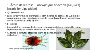 1. Ácaro da leprose -- Brevipalpus phoencis (Geijskes)
(Acari: Tenuipalpidae)
• a) Características
• São ácaros vermelho-alaranjados, com 4 pares de pernas, de 0,3 mm de
comprimento, com manchas escuras de tamanhos e formas variáveis no
dorso. Ciclo de cerca de 18 dias.
• b) Injúrias
• Atacam folhas, ramos e frutos, acarretando um sintoma conhecido como
leprose dos citros, devido à inoculação de vírus.
• As folhas e os frutos atacados caem da planta. Os ramos passam a apresentar
rachaduras.
Fonte: agrolink.com.br/agricultura
 