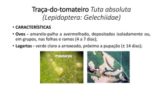 Traça-do-tomateiro Tuta absoluta
(Lepidoptera: Gelechiidae)
• CARACTERÍSTICAS
• Ovos - amarelo-palha a avermelhado, depositados isoladamente ou,
em grupos, nas folhas e ramos (4 a 7 dias);
• Lagartas - verde claro a arroxeado, próximo a pupação (± 14 dias);
 