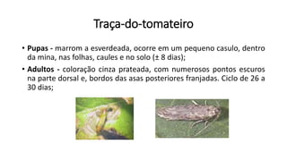 Traça-do-tomateiro
• Pupas - marrom a esverdeada, ocorre em um pequeno casulo, dentro
da mina, nas folhas, caules e no solo (± 8 dias);
• Adultos - coloração cinza prateada, com numerosos pontos escuros
na parte dorsal e, bordos das asas posteriores franjadas. Ciclo de 26 a
30 dias;
 
