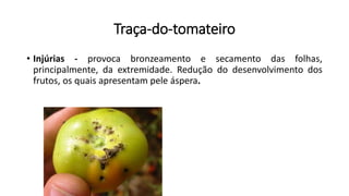 Traça-do-tomateiro
• Injúrias - provoca bronzeamento e secamento das folhas,
principalmente, da extremidade. Redução do desenvolvimento dos
frutos, os quais apresentam pele áspera.
 