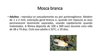 Mosca branca
• Adultos - reproduz-se sexuadamente ou por partenogênese. Medem
de 1 a 2 mm; coloração geral branca e, quando em repouso as asas
permanecem levemente separadas, voando rapidamente quando
molestados. A fêmea deposita de 100 a 300 ovos durante uma vida
de 38 a 74 dias. Ciclo ovo-adulto à 32oC, ± 19 dias.
 