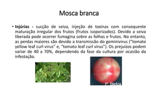 Mosca branca
• Injúrias - sucção de seiva, injeção de toxinas com consequente
maturação irregular dos frutos (frutos isoporizados). Devido a seiva
liberada pode ocorrer fumagina sobre as folhas e frutos. No entanto,
as perdas maiores são devido a transmissão do geminivirus (“tomato
yellow leaf curl virus” e, “tomato leaf curl virus”). Os prejuízos podem
variar de 40 a 70%, dependendo da fase da cultura por ocasião da
infestação.
 