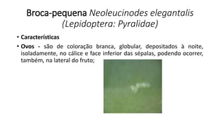 Broca-pequena Neoleucinodes elegantalis
(Lepidoptera: Pyralidae)
• Características
• Ovos - são de coloração branca, globular, depositados à noite,
isoladamente, no cálice e face inferior das sépalas, podendo ocorrer,
também, na lateral do fruto;
 