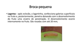 Broca-pequena
• Lagartas - após eclosão, a lagartinha, confecciona galerias superficiais
no fruto e, posteriormente, penetra deixando com o desenvolvimento
do fruto uma cicatriz de penetração. O desenvolvimento ocorre
internamente no fruto. São rosadas com até 20 mm;
 