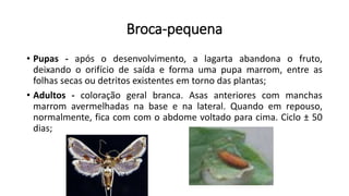 Broca-pequena
• Pupas - após o desenvolvimento, a lagarta abandona o fruto,
deixando o orifício de saída e forma uma pupa marrom, entre as
folhas secas ou detritos existentes em torno das plantas;
• Adultos - coloração geral branca. Asas anteriores com manchas
marrom avermelhadas na base e na lateral. Quando em repouso,
normalmente, fica com com o abdome voltado para cima. Ciclo ± 50
dias;
 