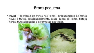 Broca-pequena
• Injúria – confecção de minas nas folhas , broqueamento de ramos
novos e frutos, conseqüentemente, causa queda de folhas, botões
florais, frutos pequenos e deformação dos frutos.
 