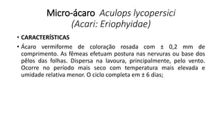 Micro-ácaro Aculops lycopersici
(Acari: Eriophyidae)
• CARACTERÍSTICAS
• Ácaro vermiforme de coloração rosada com ± 0,2 mm de
comprimento. As fêmeas efetuam postura nas nervuras ou base dos
pêlos das folhas. Dispersa na lavoura, principalmente, pelo vento.
Ocorre no período mais seco com temperatura mais elevada e
umidade relativa menor. O ciclo completa em ± 6 dias;
 