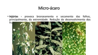 Micro-ácaro
• Injúrias - provoca bronzeamento e secamento das folhas,
principalmente, da extremidade. Redução do desenvolvimento dos
frutos, os quais apresentam pele áspera.
 