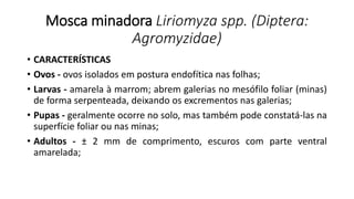 Mosca minadora Liriomyza spp. (Diptera:
Agromyzidae)
• CARACTERÍSTICAS
• Ovos - ovos isolados em postura endofítica nas folhas;
• Larvas - amarela à marrom; abrem galerias no mesófilo foliar (minas)
de forma serpenteada, deixando os excrementos nas galerias;
• Pupas - geralmente ocorre no solo, mas também pode constatá-las na
superfície foliar ou nas minas;
• Adultos - ± 2 mm de comprimento, escuros com parte ventral
amarelada;
 