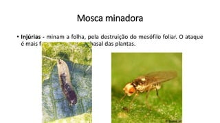 Mosca minadora
• Injúrias - minam a folha, pela destruição do mesófilo foliar. O ataque
é mais frequente na parte basal das plantas.
 