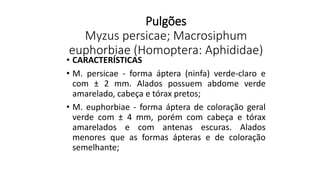 Pulgões
Myzus persicae; Macrosiphum
euphorbiae (Homoptera: Aphididae)
• CARACTERÍSTICAS
• M. persicae - forma áptera (ninfa) verde-claro e
com ± 2 mm. Alados possuem abdome verde
amarelado, cabeça e tórax pretos;
• M. euphorbiae - forma áptera de coloração geral
verde com ± 4 mm, porém com cabeça e tórax
amarelados e com antenas escuras. Alados
menores que as formas ápteras e de coloração
semelhante;
 