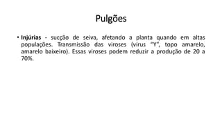 Pulgões
• Injúrias - sucção de seiva, afetando a planta quando em altas
populações. Transmissão das viroses (vírus “Y”, topo amarelo,
amarelo baixeiro). Essas viroses podem reduzir a produção de 20 a
70%.
 