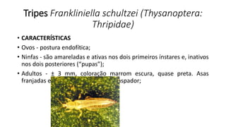 Tripes Frankliniella schultzei (Thysanoptera:
Thripidae)
• CARACTERÍSTICAS
• Ovos - postura endofítica;
• Ninfas - são amareladas e ativas nos dois primeiros ínstares e, inativos
nos dois posteriores (“pupas”);
• Adultos - ± 3 mm, coloração marrom escura, quase preta. Asas
franjadas e aparelho bucal picador-raspador;
 