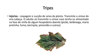 Tripes
• Injúrias - raspagem e sucção de seiva da planta. Transmite a virose do
vira-cabeça. O adulto só transmite a virose caso tenha-se alimentado
na fase de ninfa de algum hospedeiro doente (picão, beldroega, maria
pretinha, fumo, berinjela, pimentão e outras).
 