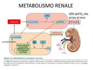 GLUCONEOGENESI
METABOLISMO RENALE
10% dell’O2 che
arriva al rene
SANGUE
 