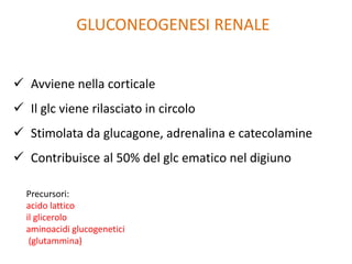 GLUCONEOGENESI RENALE
 Avviene nella corticale
 Il glc viene rilasciato in circolo
 Stimolata da glucagone, adrenalina e catecolamine
 Contribuisce al 50% del glc ematico nel digiuno
Precursori:
acido lattico
il glicerolo
aminoacidi glucogenetici
(glutammina)
 