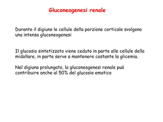 Durante il digiuno le cellule della porzione corticale svolgono
una intensa gluconeogenesi
Il glucosio sintetizzato viene ceduto in parte alle cellule della
midollare, in parte serve a mantenere costante la glicemia.
Nel digiuno prolungato, la gluconeogenesi renale può
contribuire anche al 50% del glucosio ematico
Gluconeogenesi renale
 