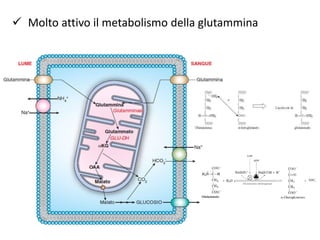  Molto attivo il metabolismo della glutammina
 