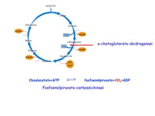 Ossalacetato+GTP fosfoenolpiruvato+CO2+GDP
a-chetoglutarato-deidrogenasi
Fosfoenolpiruvato-carbossichinasi
 