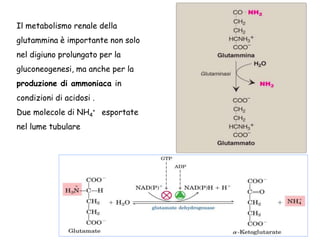 Il metabolismo renale della
glutammina è importante non solo
nel digiuno prolungato per la
gluconeogenesi, ma anche per la
produzione di ammoniaca in
condizioni di acidosi .
Due molecole di NH4
+ esportate
nel lume tubulare
 