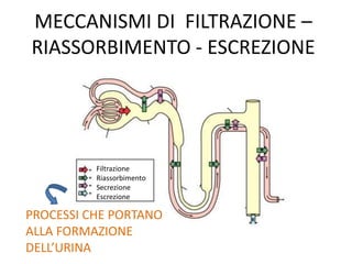Filtrazione
Riassorbimento
Secrezione
Escrezione
MECCANISMI DI FILTRAZIONE –
RIASSORBIMENTO - ESCREZIONE
PROCESSI CHE PORTANO
ALLA FORMAZIONE
DELL’URINA
 