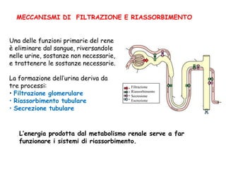 Una delle funzioni primarie del rene
è eliminare dal sangue, riversandole
nelle urine, sostanze non necessarie,
e trattenere le sostanze necessarie.
La formazione dell’urina deriva da
tre processi:
• Filtrazione glomerulare
• Riassorbimento tubulare
• Secrezione tubulare
Filtrazione
Riassorbimento
Secresione
Escrezione
MECCANISMI DI FILTRAZIONE E RIASSORBIMENTO
L’energia prodotta dal metabolismo renale serve a far
funzionare i sistemi di riassorbimento.
 