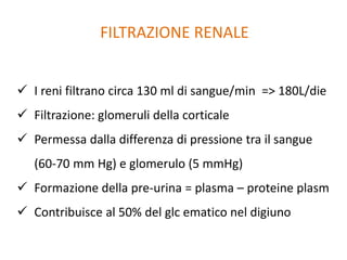 FILTRAZIONE RENALE
 I reni filtrano circa 130 ml di sangue/min => 180L/die
 Filtrazione: glomeruli della corticale
 Permessa dalla differenza di pressione tra il sangue
(60-70 mm Hg) e glomerulo (5 mmHg)
 Formazione della pre-urina = plasma – proteine plasm
 Contribuisce al 50% del glc ematico nel digiuno
 