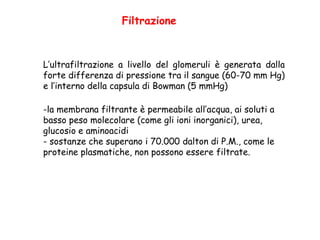 L’ultrafiltrazione a livello del glomeruli è generata dalla
forte differenza di pressione tra il sangue (60-70 mm Hg)
e l’interno della capsula di Bowman (5 mmHg)
-la membrana filtrante è permeabile all’acqua, ai soluti a
basso peso molecolare (come gli ioni inorganici), urea,
glucosio e aminoacidi
- sostanze che superano i 70.000 dalton di P.M., come le
proteine plasmatiche, non possono essere filtrate.
Filtrazione
 