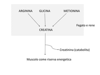 CREATINA
ARGININA GLICINA METIONINA
Fegato e rene
Muscolo come riserva energetica
Creatinina (catabolita)
 