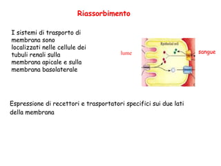 Riassorbimento
I sistemi di trasporto di
membrana sono
localizzati nelle cellule dei
tubuli renali sulla
membrana apicale e sulla
membrana basolaterale
sanguelume
Espressione di recettori e trasportatori specifici sui due lati
della membrana
 