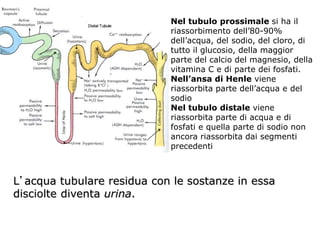 Nel tubulo prossimale si ha il
riassorbimento dell’80-90%
dell’acqua, del sodio, del cloro, di
tutto il glucosio, della maggior
parte del calcio del magnesio, della
vitamina C e di parte dei fosfati.
Nell’ansa di Henle viene
riassorbita parte dell’acqua e del
sodio
Nel tubulo distale viene
riassorbita parte di acqua e di
fosfati e quella parte di sodio non
ancora riassorbita dai segmenti
precedenti
L’acqua tubulare residua con le sostanze in essa
disciolte diventa urina.
 