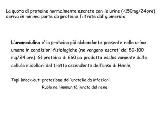 L’uromodulina e’ la proteina più abbondante presente nelle urine
umane in condizioni fisiologiche (ne vengono escreti dai 50-100
mg/24 ore). Gliproteina di 660 aa prodotta esclusivamente dalle
cellule midollari del tratto ascendente dell’ansa di Henle.
Topi knock-out: protezione dell’urotelio da infezioni.
Ruolo nell’immunità innata del rene
La quota di proteine normalmente escrete con le urine (<150mg/24ore)
deriva in minima parte da proteine filtrate dal glomerulo
 