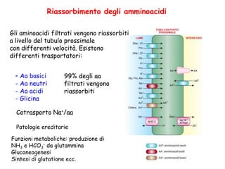 Riassorbimento degli amminoacidi
Gli aminoacidi filtrati vengono riassorbiti
a livello del tubulo prossimale
con differenti velocità. Esistono
differenti trasportatori:
- Aa basici
- Aa neutri
- Aa acidi
- Glicina
99% degli aa
filtrati vengono
riassorbiti
Funzioni metaboliche: produzione di
NH3 e HCO3
- da glutammina
Gluconeogenesi
Sintesi di glutatione ecc.
Cotrasporto Na+/aa
Patologie ereditarie
 