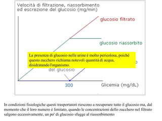 In condizioni fisiologiche questi trasportatori riescono a recuperare tutto il glucosio ma, dal
momento che il loro numero è limitato, quando le concentrazioni dello zucchero nel filtrato
salgono eccessivamente, un po' di glucosio sfugge al riassorbimento
 