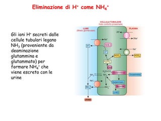 Eliminazione di H+ come NH4
+
Gli ioni H+ secreti dalle
cellule tubulari legano
NH3 (proveniente da
deaminazione
glutammina e
glutammato) per
formare NH4
+ che
viene escreto con le
urine
 