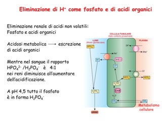 Eliminazione di H+ come fosfato e di acidi organici
Eliminazione renale di acidi non volatili:
Fosfato e acidi organici
Acidosi metabolica escrezione
di acidi organici
Mentre nel sangue il rapporto
HPO4
2- /H2PO4
- è 4:1
nei reni diminuisce all’aumentare
dell’acidificazione.
A pH 4,5 tutto il fosfato
è in forma H2PO4
-
Metabolismo
cellulare
 