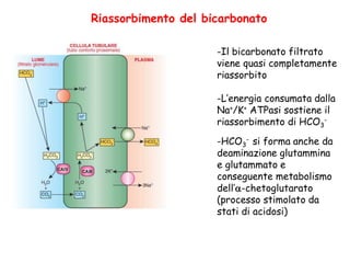 Riassorbimento del bicarbonato
-Il bicarbonato filtrato
viene quasi completamente
riassorbito
-L’energia consumata dalla
Na+/K+ ATPasi sostiene il
riassorbimento di HCO3
-
-HCO3
- si forma anche da
deaminazione glutammina
e glutammato e
conseguente metabolismo
dell’a-chetoglutarato
(processo stimolato da
stati di acidosi)
 