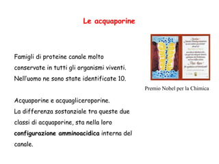 Le acquaporine
Famigli di proteine canale molto
conservate in tutti gli organismi viventi.
Nell’uomo ne sono state identificate 10.
Acquaporine e acquagliceroporine.
La differenza sostanziale tra queste due
classi di acquaporine, sta nella loro
configurazione amminoacidica interna del
canale.
Premio Nobel per la Chimica
 