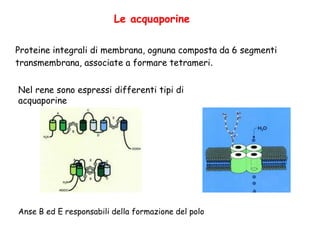Le acquaporine
Proteine integrali di membrana, ognuna composta da 6 segmenti
transmembrana, associate a formare tetrameri.
Nel rene sono espressi differenti tipi di
acquaporine
Anse B ed E responsabili della formazione del polo
 