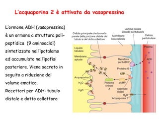 L’acquaporina 2 è attivata da vasopressina
L’ormone ADH (vasopressina)
è un ormone a struttura poli-
peptidica (9 aminoacidi)
sintetizzato nell’ipotalamo
ed accumulato nell’ipofisi
posteriore. Viene secreto in
seguito a riduzione del
volume ematico.
Recettori per ADH: tubulo
distale e dotto collettore
QuickTime™ and a
decompressor
are needed to see this picture.
 