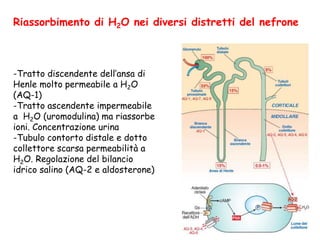 Riassorbimento di H2O nei diversi distretti del nefrone
-Tratto discendente dell’ansa di
Henle molto permeabile a H2O
(AQ-1)
-Tratto ascendente impermeabile
a H2O (uromodulina) ma riassorbe
ioni. Concentrazione urina
-Tubulo contorto distale e dotto
collettore scarsa permeabilità a
H2O. Regolazione del bilancio
idrico salino (AQ-2 e aldosterone)
 